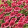 Double Coded™ Raspberry Beret Echinacea