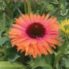 Echinacea Offer #2 2 Echinacea Offer #2 -Maximas Flower Shop 11537