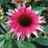 Playful Meadow Mama™ Echinacea -Maximas Flower Shop 11567