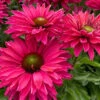 SunSeekers Sweet Fuchsia Echinacea 2 SunSeekers Sweet Fuchsia Echinacea -Maximas Flower Shop 11615