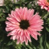 Sunseekers Salmon Echinacea -Maximas Flower Shop 11616