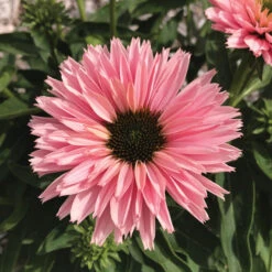 Sunseekers Salmon Echinacea