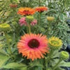 SunSeekers Rainbow Echinacea -Maximas Flower Shop 11617
