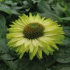 SunSeekers Apple Green Echinacea 2 SunSeekers Apple Green Echinacea -Maximas Flower Shop 11632