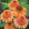 Supreme Cantaloupe Echinacea 1 Supreme Cantaloupe Echinacea -Maximas Flower Shop 11641