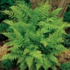 Lady Fern -Maximas Flower Shop 11708