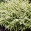Ghost Fern -Maximas Flower Shop 11714