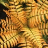 Jurassic Gold Fern -Maximas Flower Shop 11730