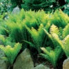 Ostrich Fern -Maximas Flower Shop 11770