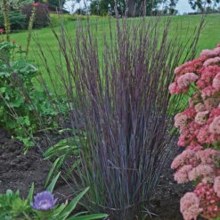 Smoke Signal Little Bluestem