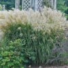 Huron Sunrise Miscanthus 1 Huron Sunrise Miscanthus -Maximas Flower Shop 12124