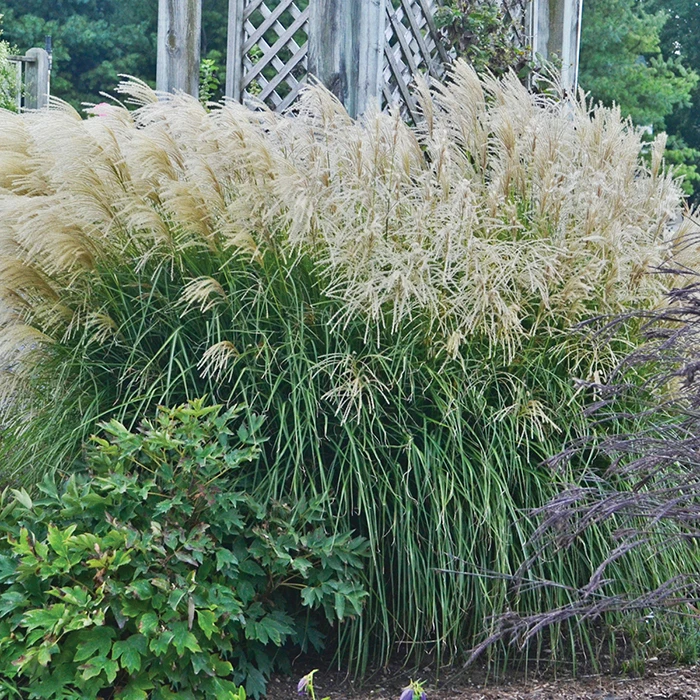 Huron Sunrise Miscanthus 3 Huron Sunrise Miscanthus