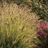 Desert Plains Fountain Grass 1 Desert Plains Fountain Grass -Maximas Flower Shop 12143