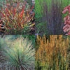 Native Grass Offer -Maximas Flower Shop 12146