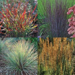 Native Grass Offer