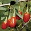 Crimson Star™ Goji Berry 1 Crimson Star™ Goji Berry -Maximas Flower Shop 12297