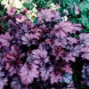 Amethyst Myst Heuchera 2 Amethyst Myst Heuchera -Maximas Flower Shop 12317