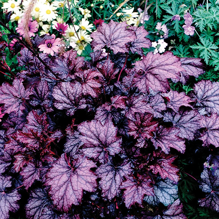 Amethyst Myst Heuchera 3 Amethyst Myst Heuchera