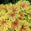 Red Lightning Heuchera -Maximas Flower Shop 12342