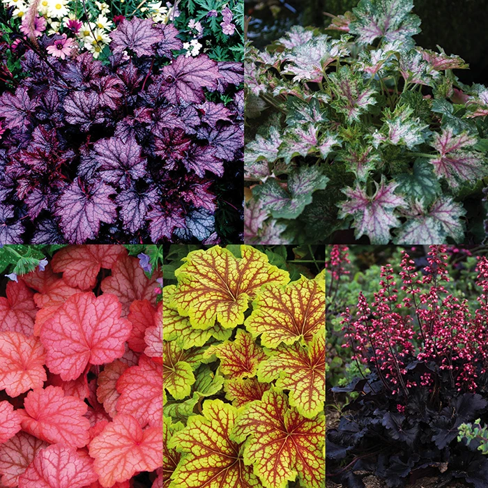 Heuchera Collection 3 Heuchera Collection