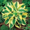 Brim Cup Hosta 2 Brim Cup Hosta -Maximas Flower Shop 12413