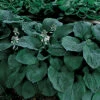 Blue Giant Hosta -Maximas Flower Shop 12474