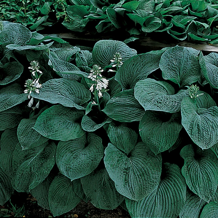 Blue Giant Hosta 3 Blue Giant Hosta
