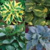Hosta Favorites Collection 1 Hosta Favorites Collection -Maximas Flower Shop 12489 Hostacombo
