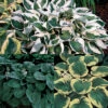 Amazing Deal Hosta Offer 1 Amazing Deal Hosta Offer -Maximas Flower Shop 12513 HostaOffer