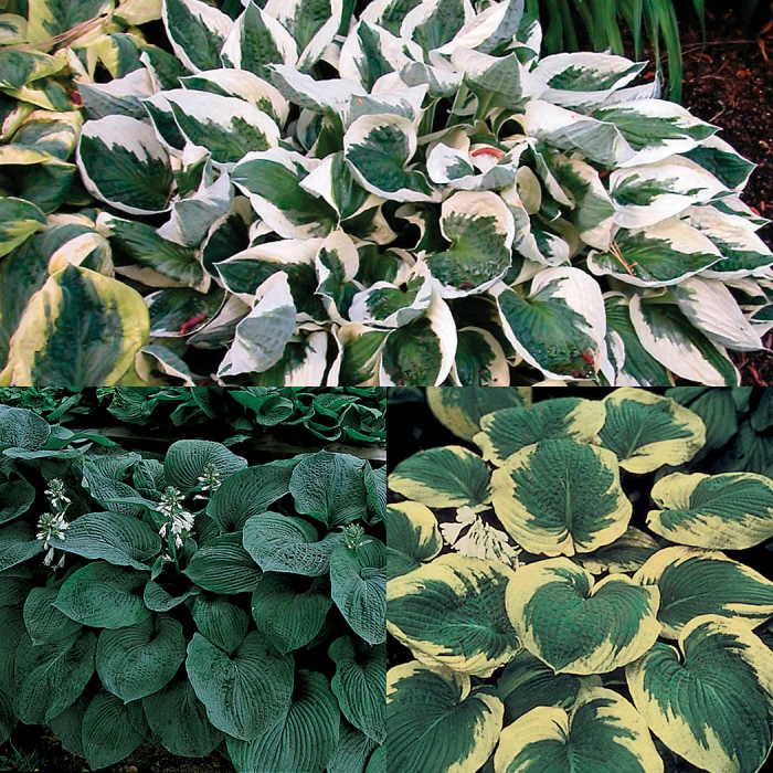 Amazing Deal Hosta Offer 3 Amazing Deal Hosta Offer