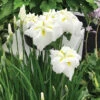 Gold Bound Japanese Iris -Maximas Flower Shop 12577
