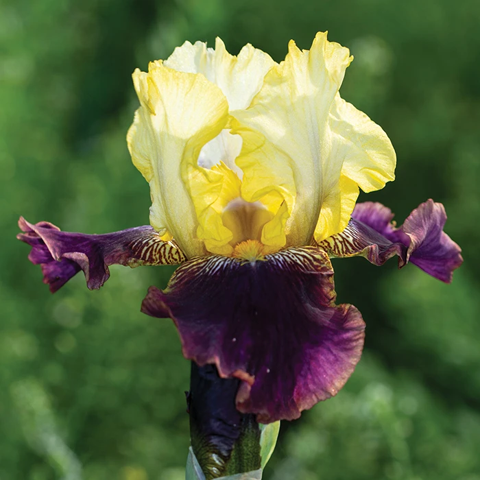 Blatant Reblooming Bearded Iris 3 Blatant Reblooming Bearded Iris