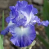 City Lights Reblooming Bearded Iris -Maximas Flower Shop 12615