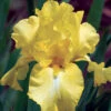 Harvest Of Memories Reblooming Iris 1 Harvest Of Memories Reblooming Iris -Maximas Flower Shop 12684