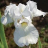 Immortality Reblooming Iris 1 Immortality Reblooming Iris -Maximas Flower Shop 12691