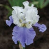 Stairway To Heaven Bearded Iris -Maximas Flower Shop 12758