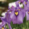 Shiryukyo Pseudata Iris -Maximas Flower Shop 12797