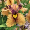 Yarai Iris -Maximas Flower Shop 12798