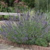Phenomenal™ Lavender -Maximas Flower Shop 12989 A