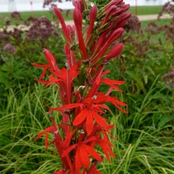 Cardinal Lobelia