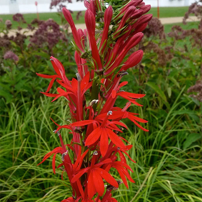 Cardinal Lobelia 3 Cardinal Lobelia