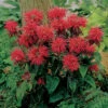 Fireball Dwarf Monarda -Maximas Flower Shop 13251
