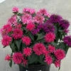Balmy™ Tricolor Monarda 1 Balmy™ Tricolor Monarda -Maximas Flower Shop 13266