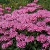 Bubblegum Blast Monarda -Maximas Flower Shop 13286