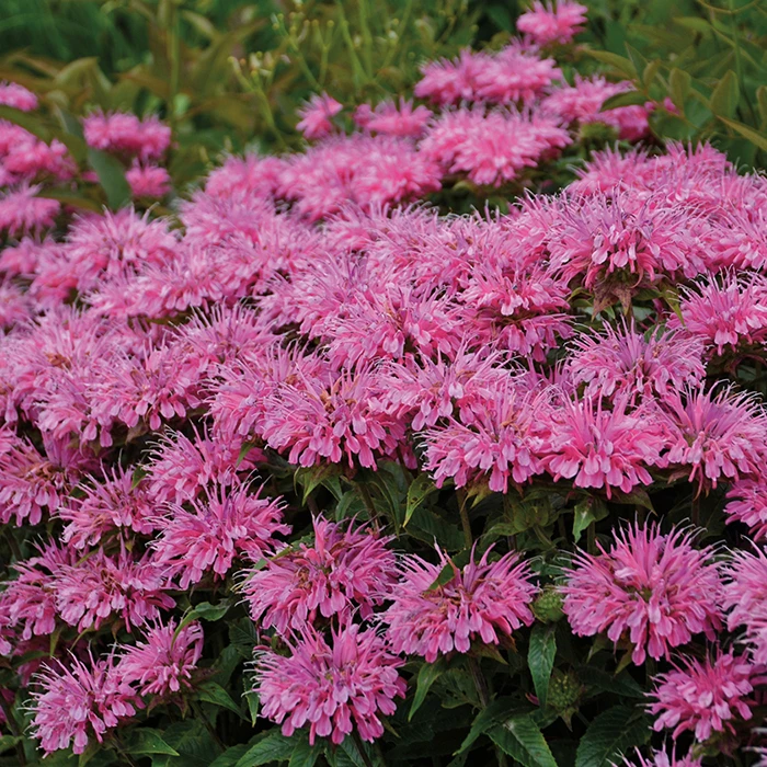 Bubblegum Blast Monarda 3 Bubblegum Blast Monarda