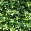 Pachysandra Green Carpet -Maximas Flower Shop 13352