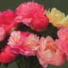 Coral Sunset Peony 1 Coral Sunset Peony -Maximas Flower Shop 13412