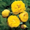 Yellow Crown Peony 1 Yellow Crown Peony -Maximas Flower Shop 13485