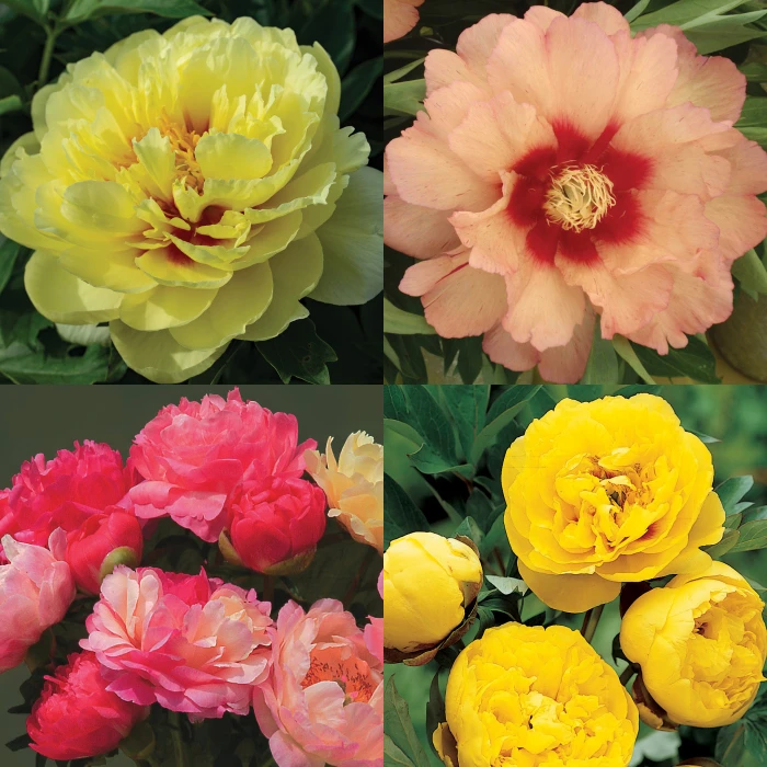 Fancy Peony Offer 3 Fancy Peony Offer