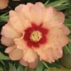 Callie's Memory Peony -Maximas Flower Shop 13518